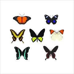 collection of different butterfly. illustration for web and mobile design.