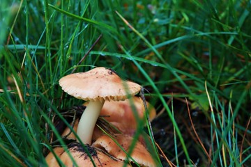 mushrooms in the meadow, one white mushroom 