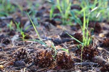Fallen dry needles covering ground. Summer in subtropical forest. Woodland ecology.