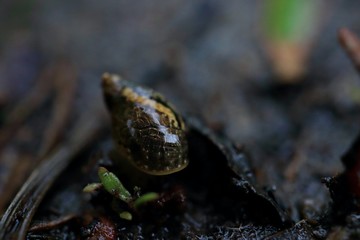 little snail in the forest