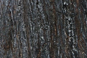burnt wood texture, burnt tree bark