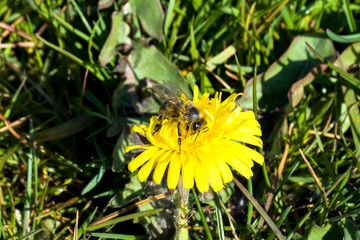 pszczoła na mleczu © L