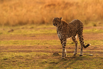 Cheetah closing his eyes while walking during dusk at Masai Mara