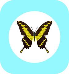 Papilio thoas butterfly. illustration for web and mobile design.