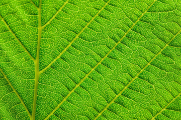 Extreme close up texture of leaf veins. backlight fresh green Leaf. morning sunlight with copy space as background natural green plants landscape, ecology, fresh wallpaper concept. macro