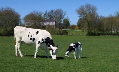 Holstein cow grazing in the meadow with newborn calf playing close by