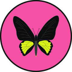 rhadamantus troid butterfly. illustration for web and mobile design.