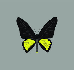 rhadamantus troid butterfly. illustration for web and mobile design.