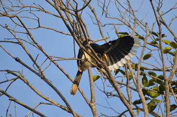 Beautiful Oriental pied hornbill at Koh Chang Ranong in Thailand