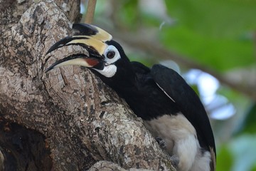 Beautiful Oriental pied hornbill at Koh Chang Ranong in Thailand
