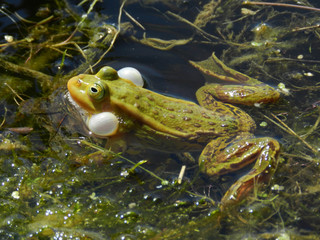 Green frog on water.