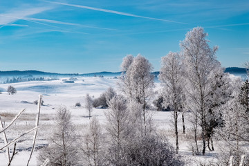 Winter scenery  with tree coverd in show and blue sky