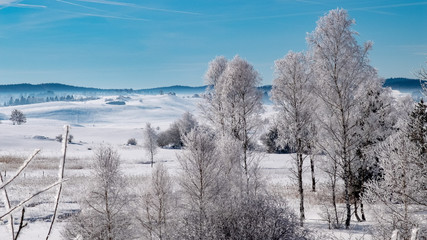 Winter scenery  with tree coverd in show and blue sky