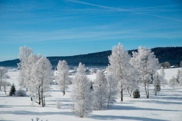 Winter scenery  with tree coverd in show and blue sky