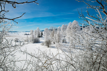 Winter scenery  with tree coverd in show and blue sky