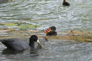 Mom coot duck feeds her ducklings on the lake, raising offspring in the wild, taking care of her...