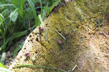 red Beetles on an old tree stump in spring