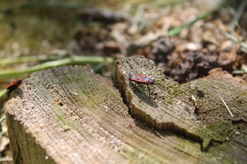 red Beetles on an old tree stump in spring