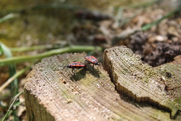 red Beetles on an old tree stump in spring