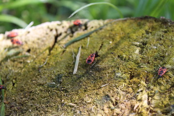 red Beetles on an old tree stump in spring