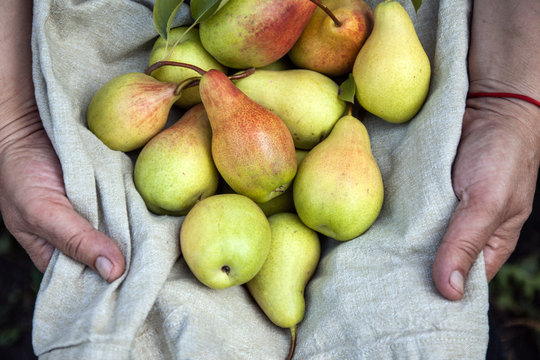 cropped woman holding an apron in her hands with tasty juicy ripe pears. Top view, copy space.
