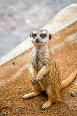 curious meerkat standing 