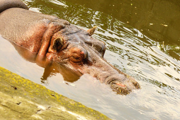 Old hippopotamus sleeps in pond. Wild animals.