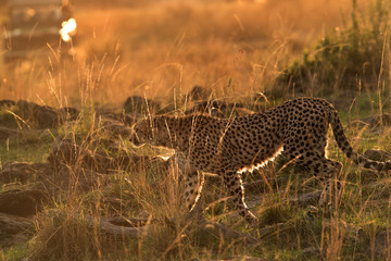 Cheetah in the evening light, Masai Mara