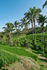 Fototapeta na wymiar Rice Garden Jatiluwih (Rice Terrace) on Bali Island.