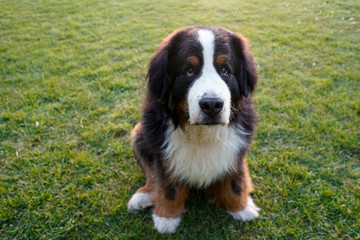 Large Bernese Mountain Dog sitting on the grass