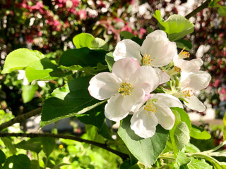 Apple tree in bloom