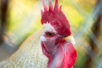 Close up head shot of a cock in the cage.