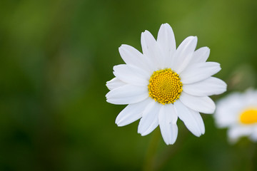 Obraz na płótnie Canvas Close up shot of a daisy on a green background