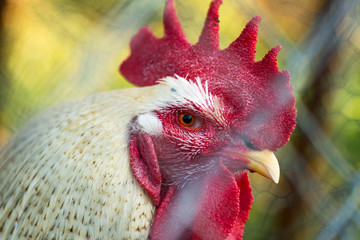 Close up head shot of a cock in the cage.