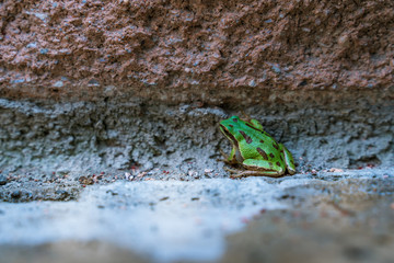 Green frog at home garden