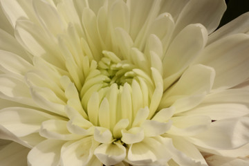 Close Up White Flower Petals