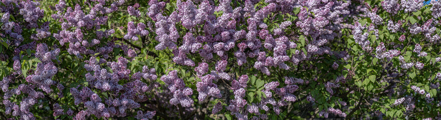 Branches of blooming lilac bush with purple flowers panoramic view.