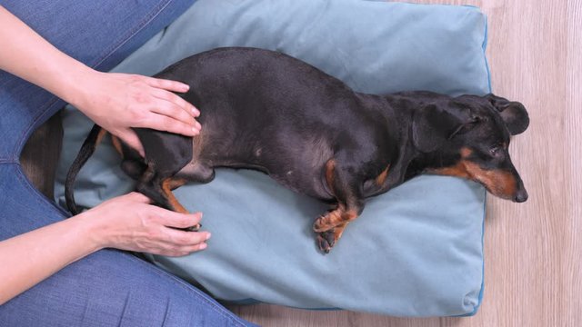 Human hands gently knead dachshund dog hind paw, rehabilitation procedures and physiotherapy after injury or fracture, top view. Professional wellness massage for pets health.