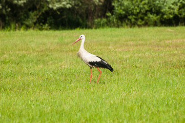 Stork on a meadow