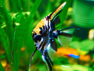 Scalar im Aquarium
