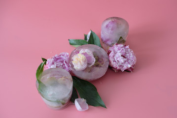 peonies flowers frozen in ice on a pink background, creative summer concept