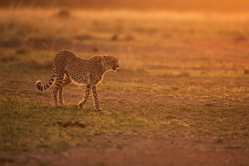 Cheetah moving in the evening light at Masai Mara