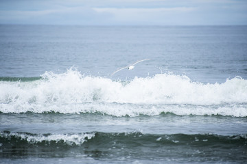 seagull on the beach