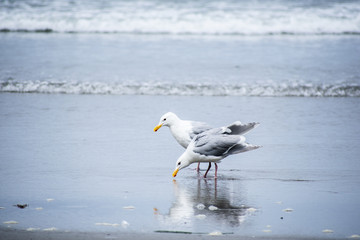 seagull on the beach