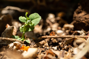 Plant borns and grows in garden