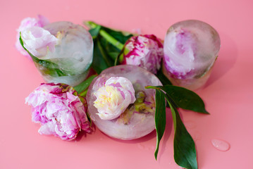 peonies flowers frozen in ice on a pink background, creative summer concept