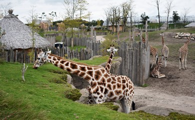 Giraffes in the zoo. Giraffa Camelopardalis. 