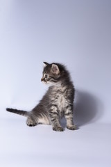 cat on a white background