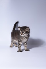 british shorthair cat