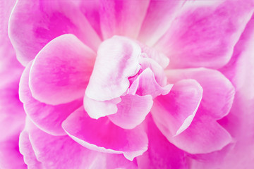 Fototapeta premium Pink floral background. Pink flower peony, soft focus